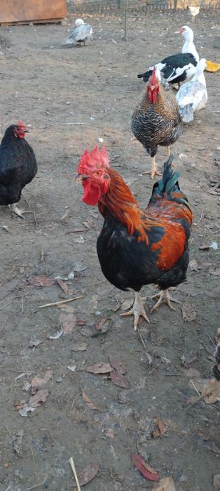 Koguty wiejskie rosołowe