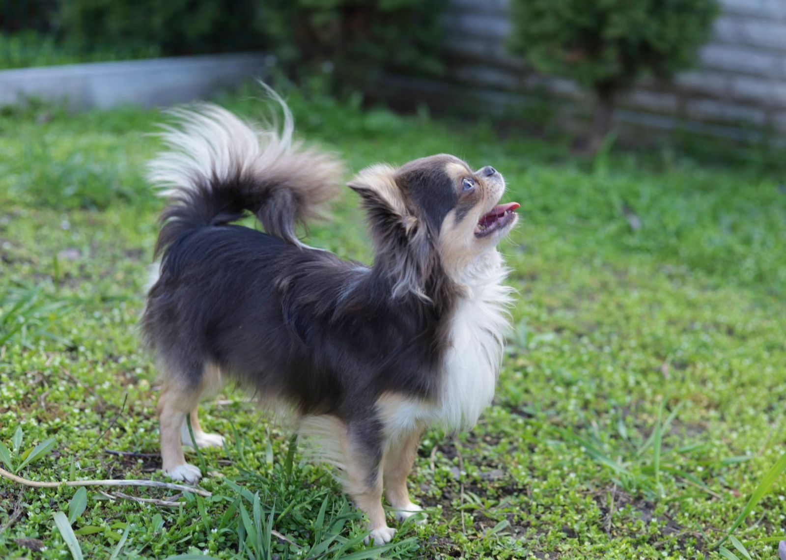 Chihuahua 2.5 letni chłopak