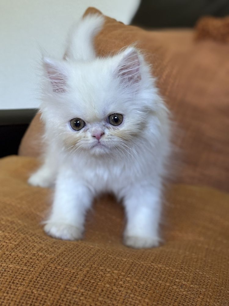 Gatinha persa linda