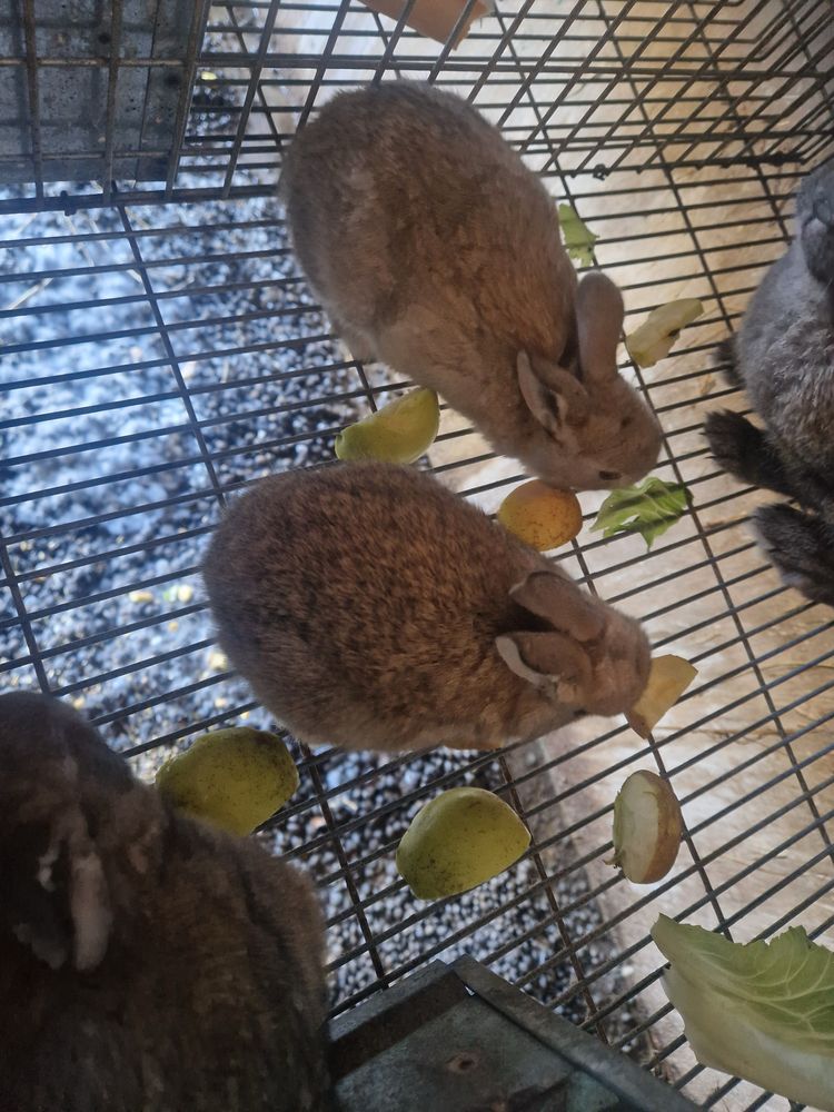 Coelhos caseiros