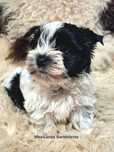 NAJPIĘKNIEJSZY  White&Bkack YORKSHIRE terrier . Cudny piesek  !