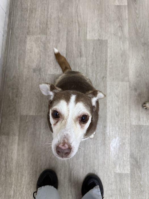 Віддаємо песика