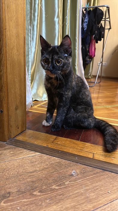 Отдам кошку черепахового окраса, девочка, молодая, нашли на гагарина