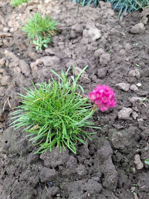 Продам садові грунтопокривні рослини