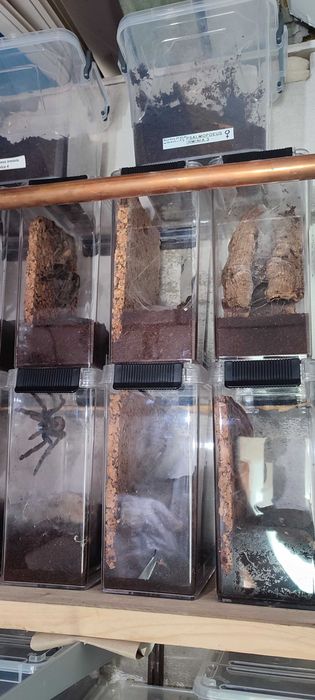 Duża dojrzała samica Psalmopoeus Cambridgey