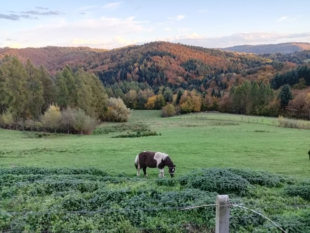 Sprzedam kucyki matkę i syna