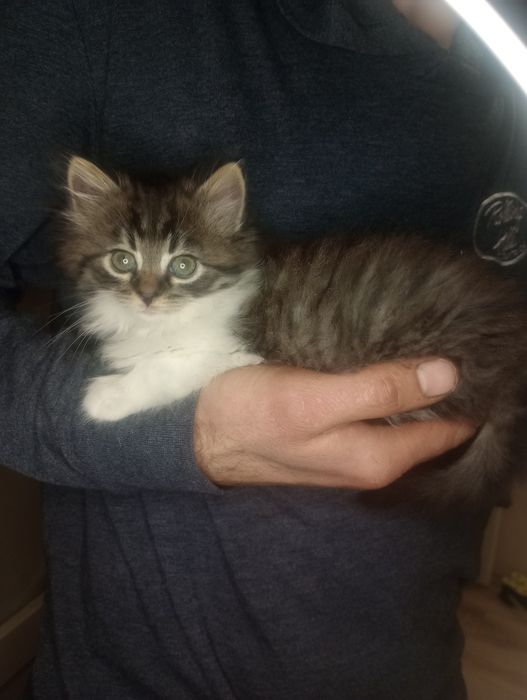 Невозможно милый и пушистый котенок от военных