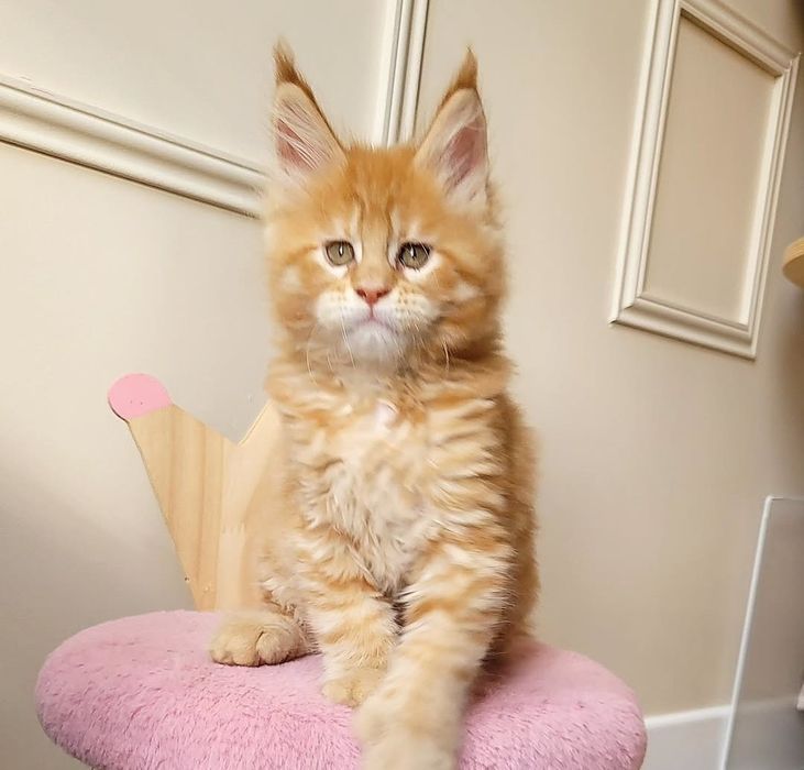 Котята мейн-кун с документами на продажу