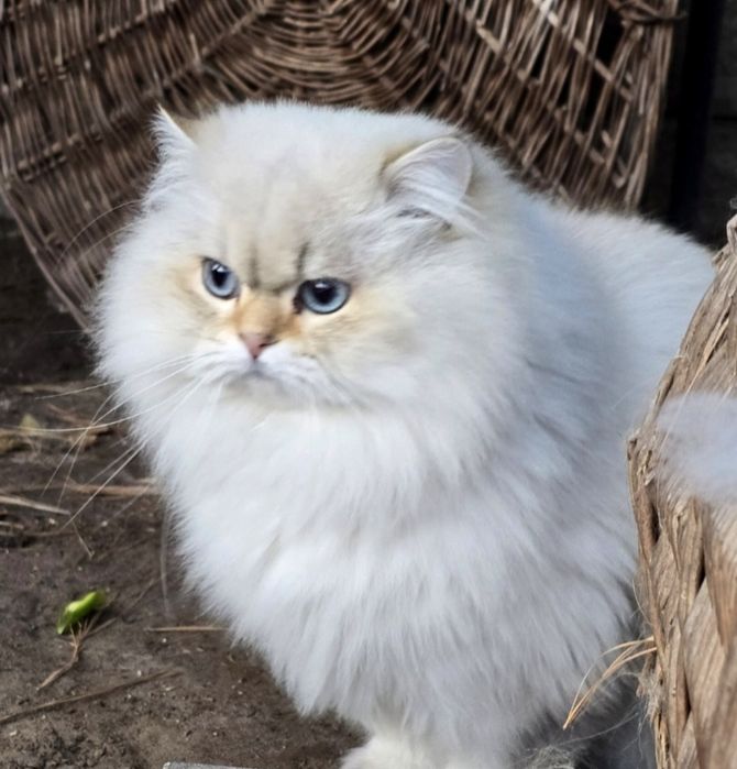 BLACK FRIDAY  30% Młody kocurek brytyjski dlugowlosy