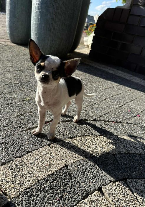 Szczeniak chihuahua piesek