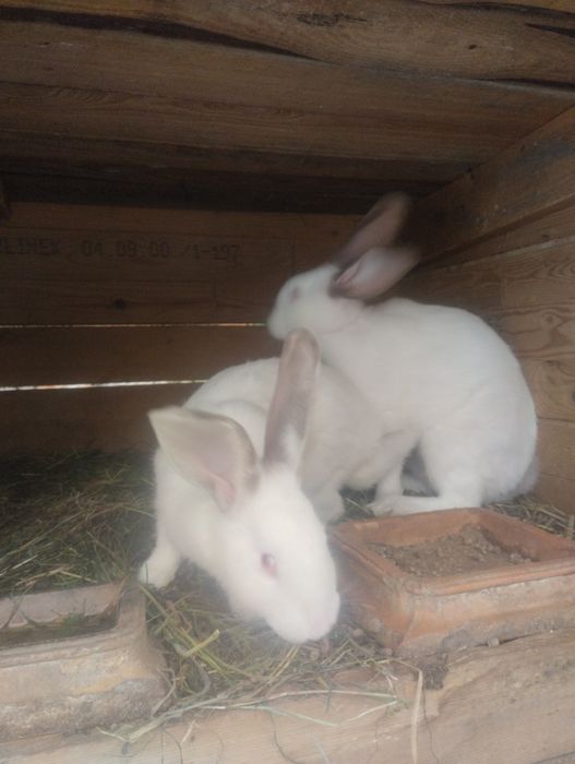 Sprzedam kròliki.