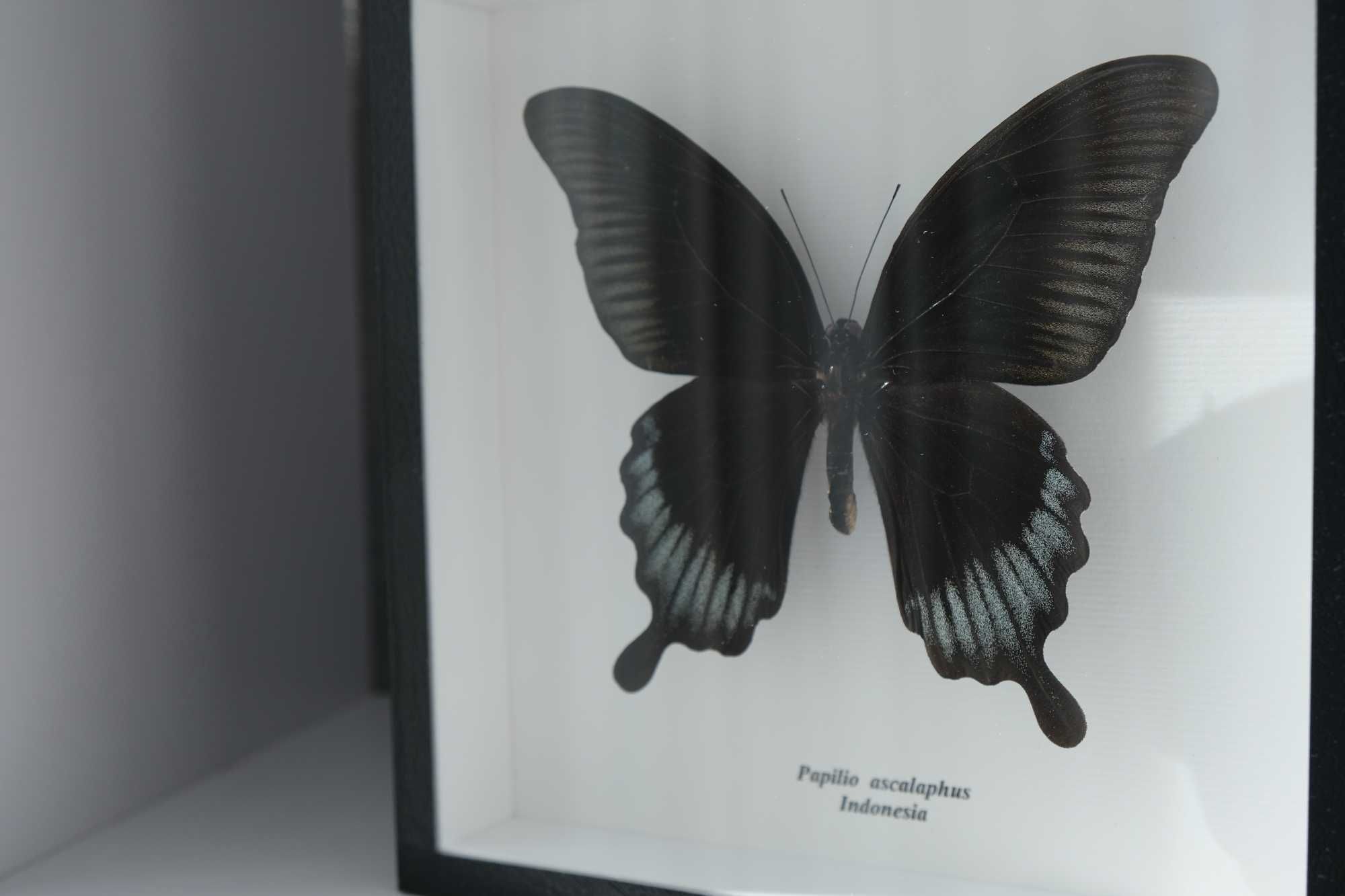 Сувениры из тропических бабочек Papilio ascalaphus Indonesia