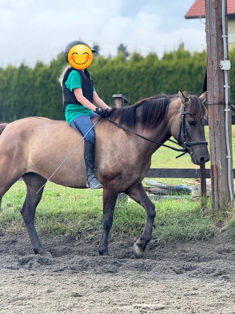 Klacz konik polski do wspodzierżawy