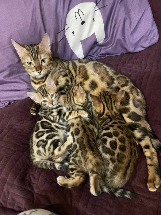Продажа бенгальских котят
