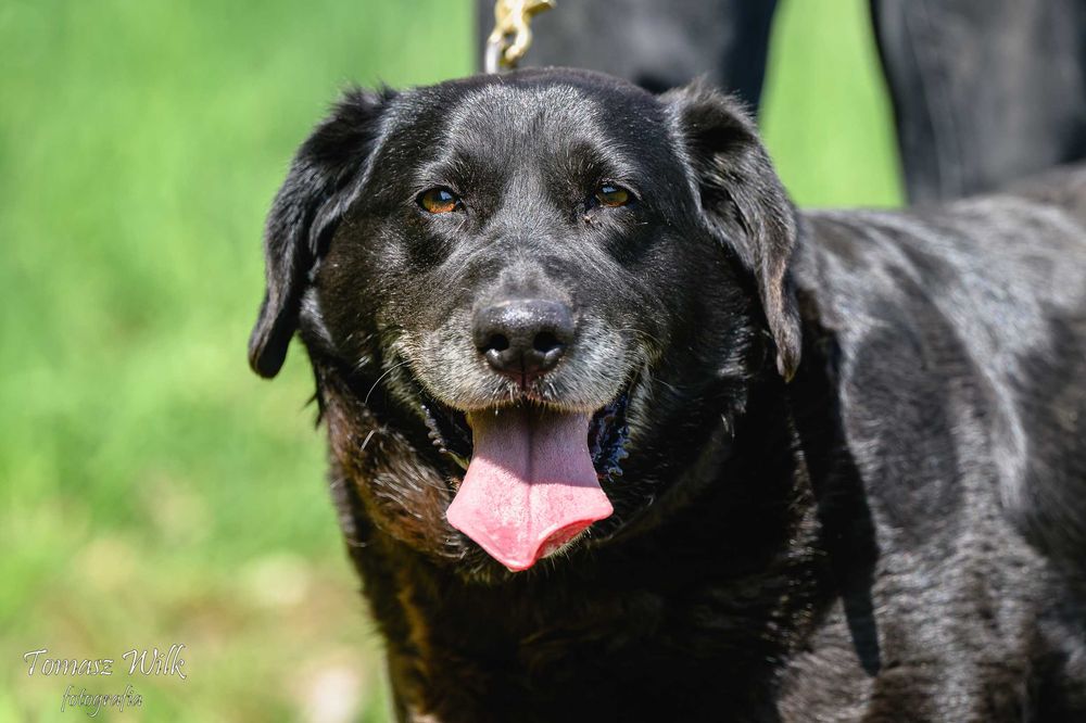 Maja sunia w typie labradora szuka domu!