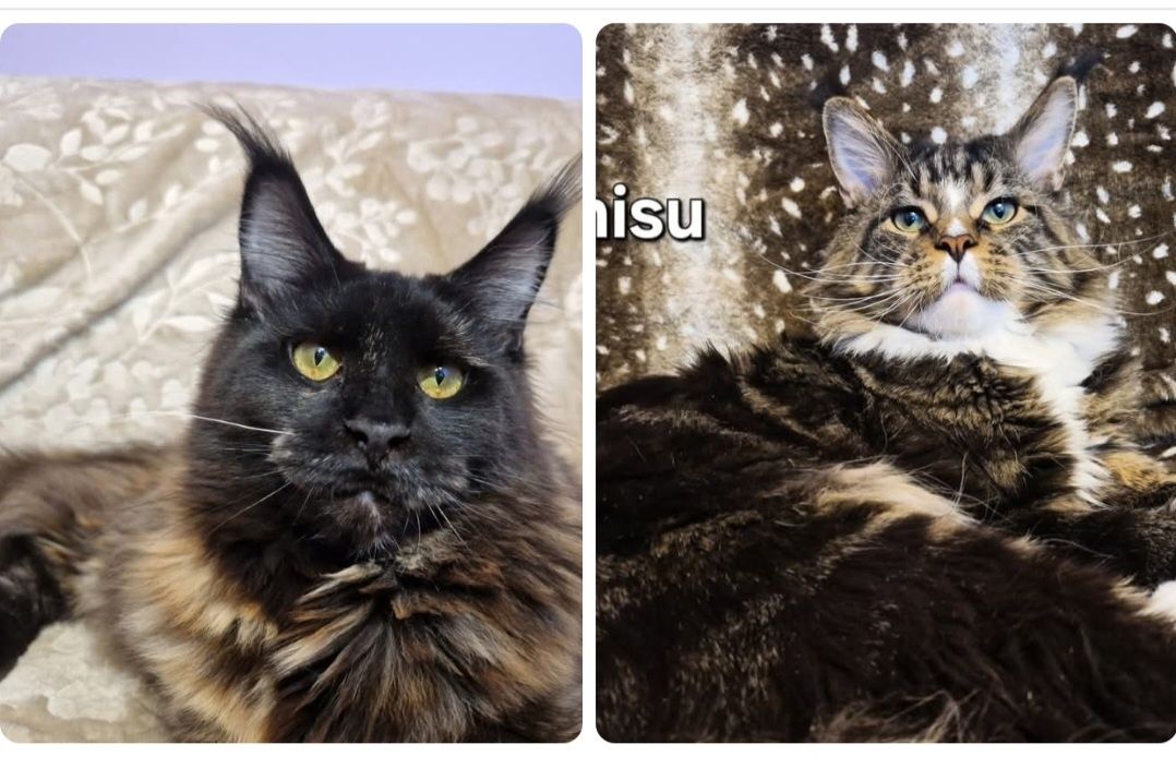 Maine Coon,  kotka, rodowód FPL, opcja hodowlana