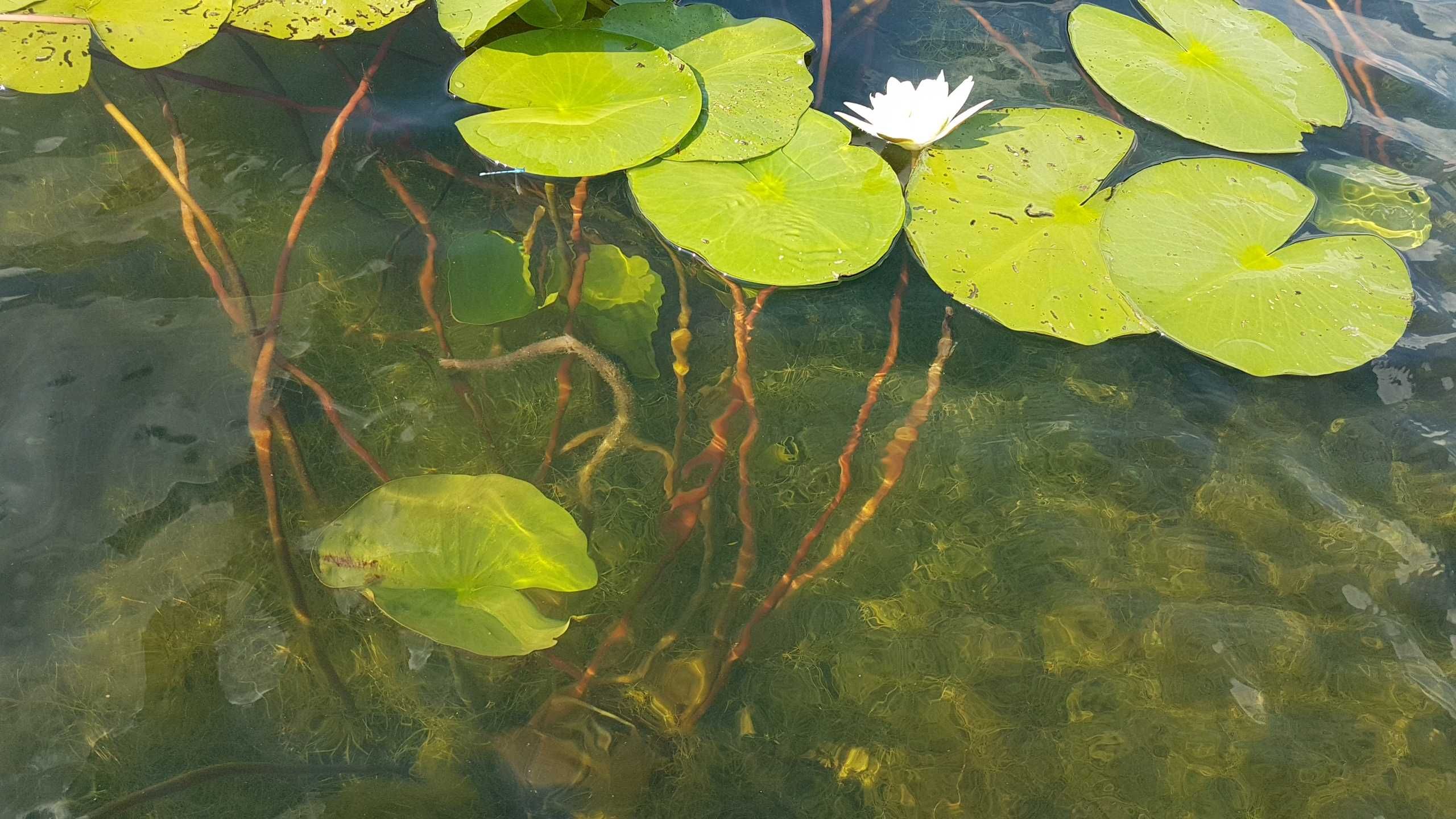 Domek letniskowy w miejscowości  Boruja nad jeziorem Kuźnickim.