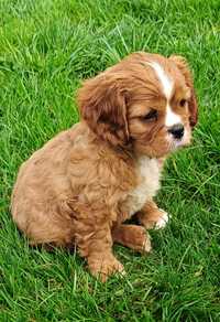 Cavalier King Charles spaniel