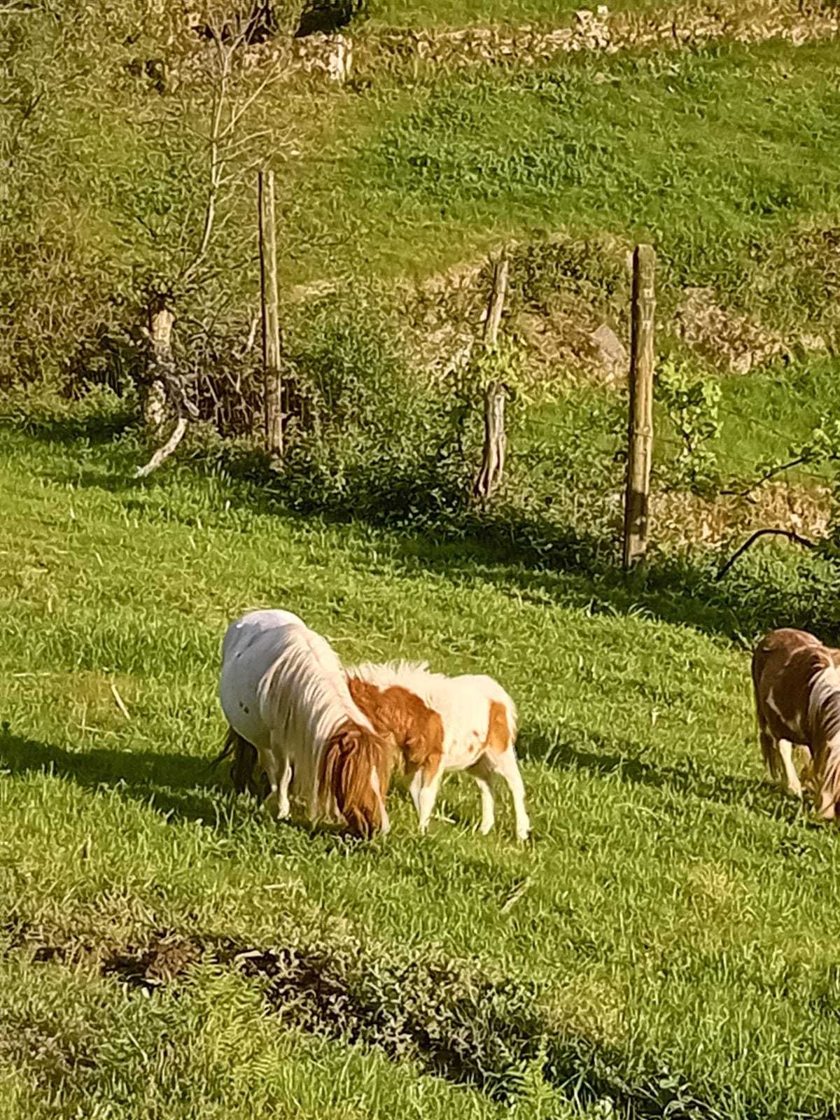 Vendo 4 póneis fêmeas e machos