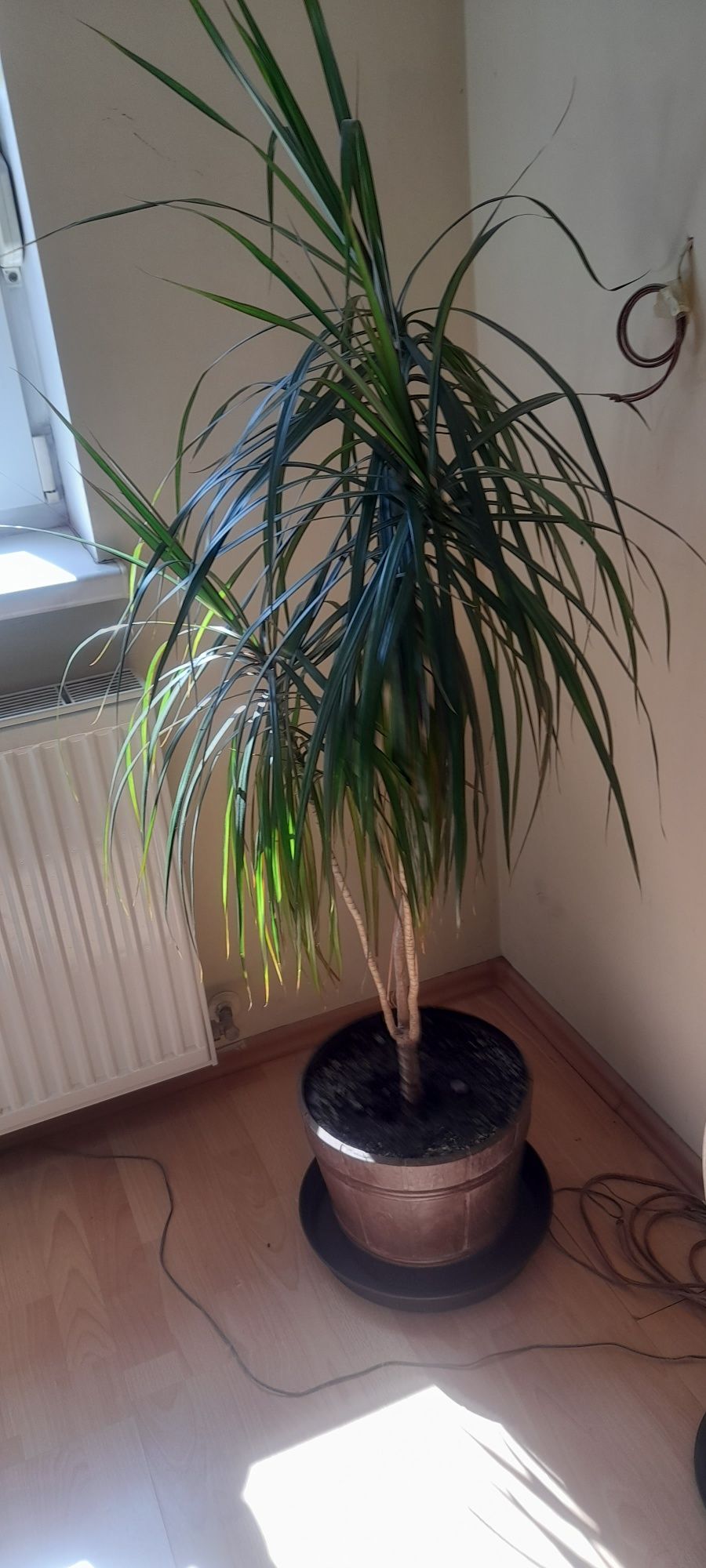 Dracena duża zadbana