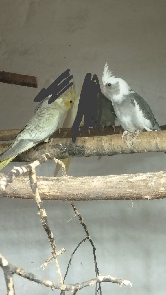 Młode papugi nimfy