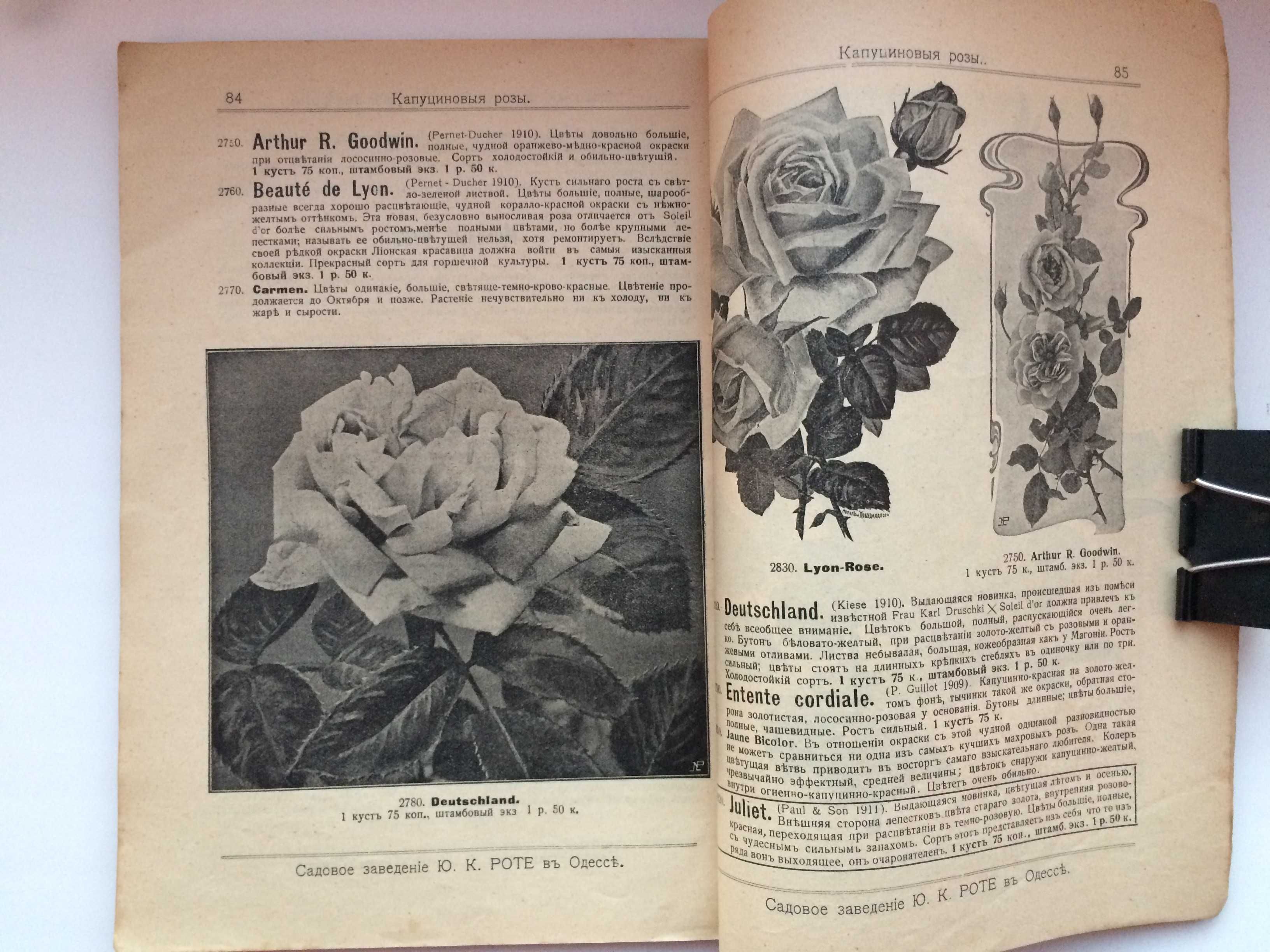 Каталог Роз садового заведения Роте Ю К Одесса 1912 год