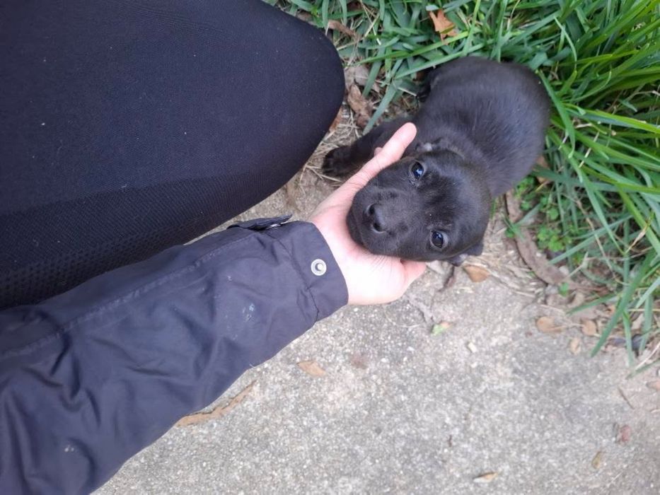 Adocao 2 filhotes de pitbull femeas