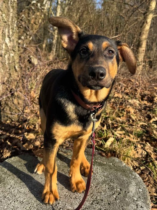 Cudowny szczeniak Mango szuka domku