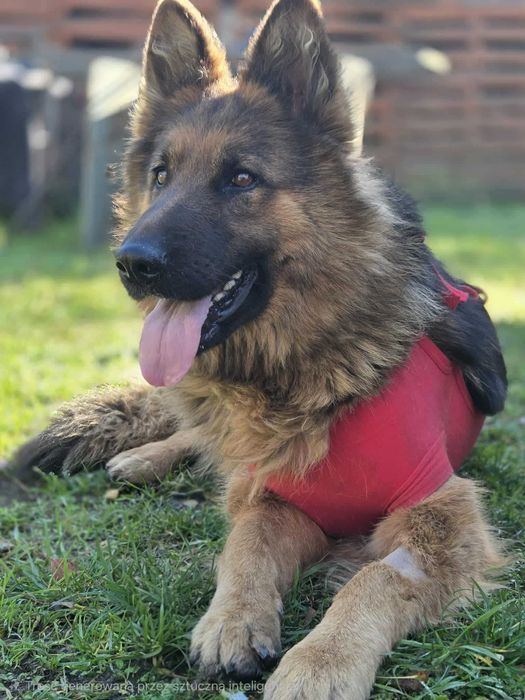 owczarek niemiecki  szuka domu schronisko Zgierz -aktualne