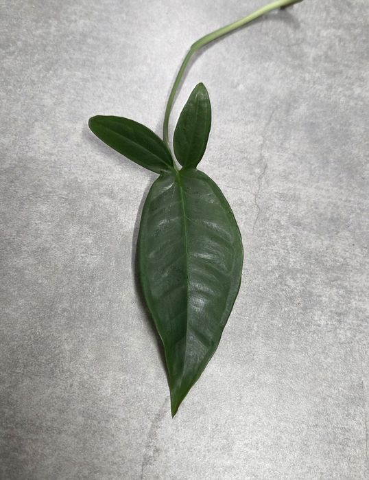 Syngonium Trileaf Wonder