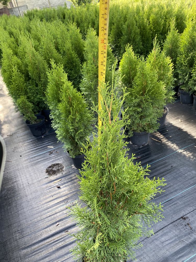 Tuja thuja szmaragd, smaragd 70-80cm sadzonki, w doniczce thuje