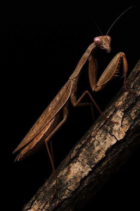 Modliszka Sphodromantis lineola, stadium L3