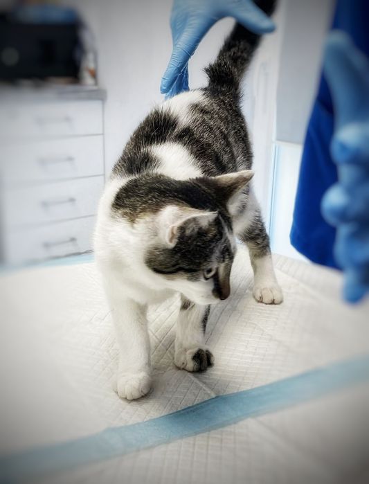 Bezdomne maleństwa szukają kochających domów