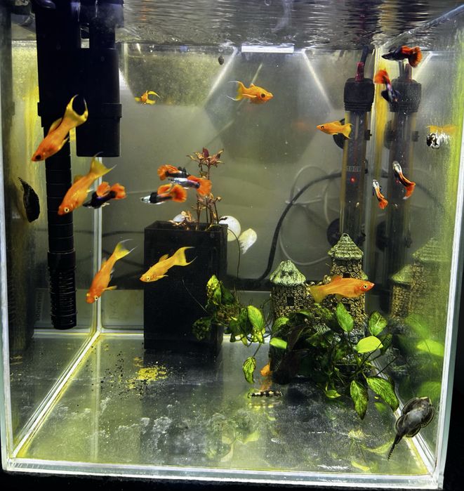 Ryby Gubiki Chilli Red, Milinezja złota, Bocja Panda - Rarytas !