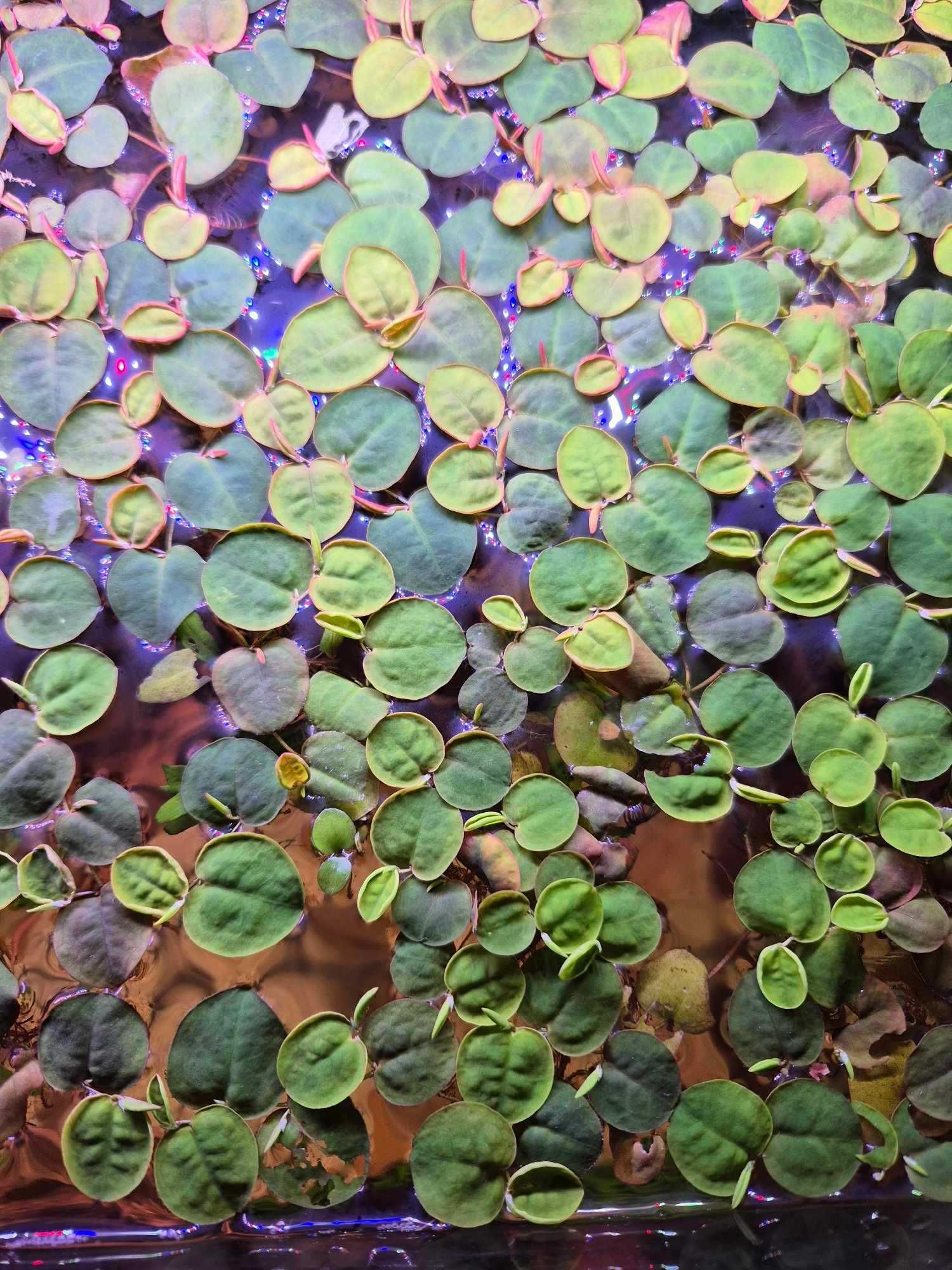 Planta Flutuante Phyllanthus Fluitans