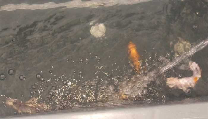 Carpas  Koi - Nishikigoi