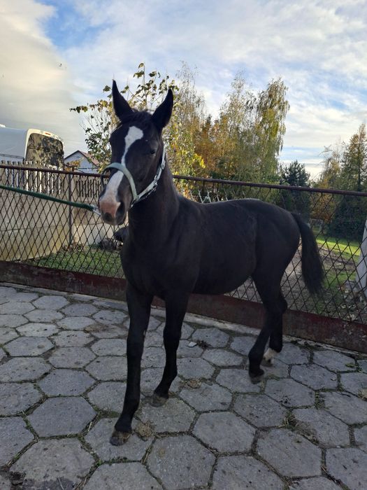 Sprzedam ogierka Śląskiego