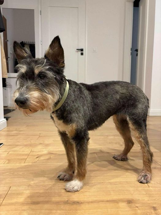 Groomer, psi fryzjer