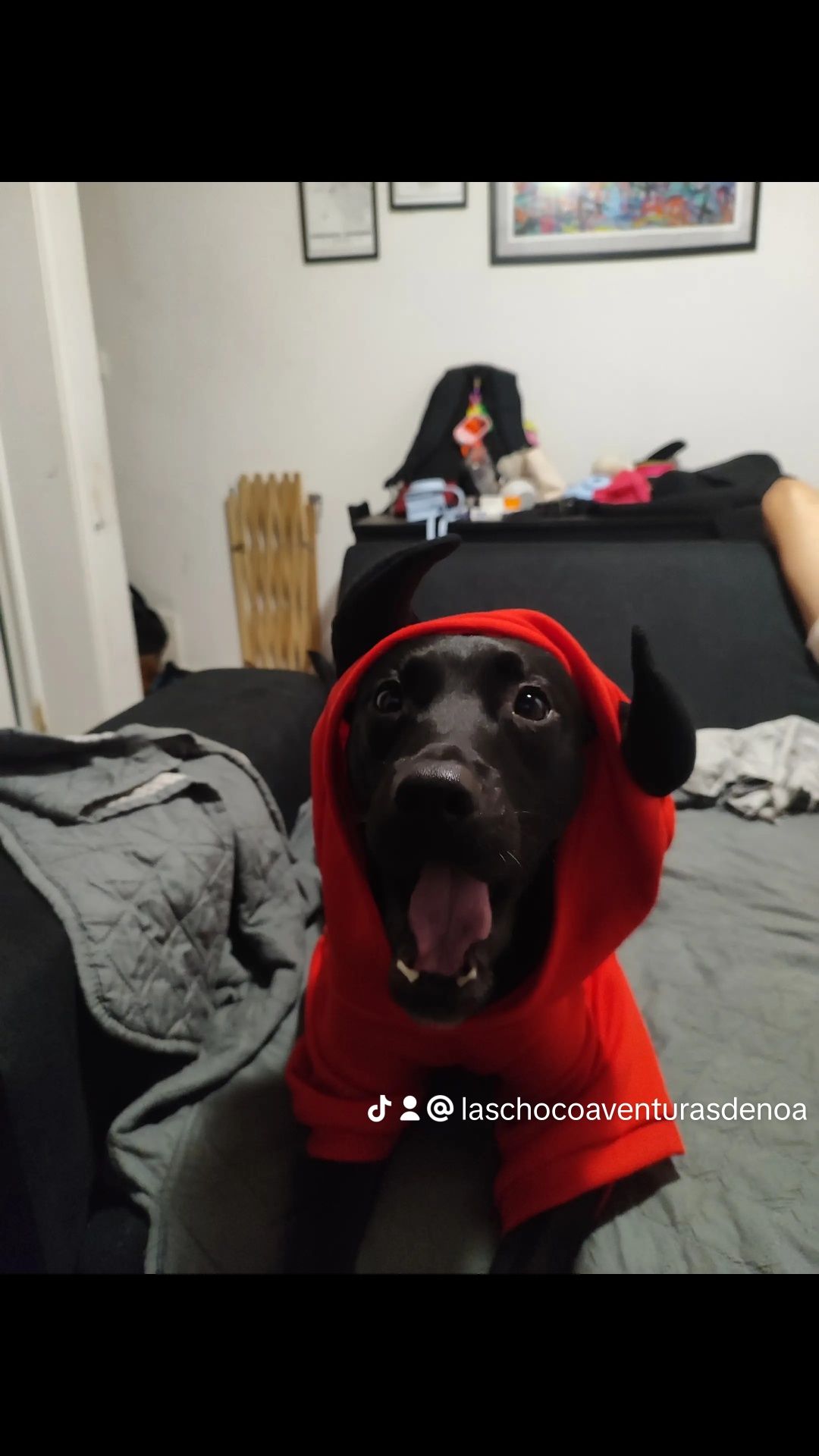 Serviço de passeio e creche para cães