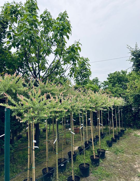 Верба Хакуро-Нішикі на штамбі | З відкритою кореневою системою