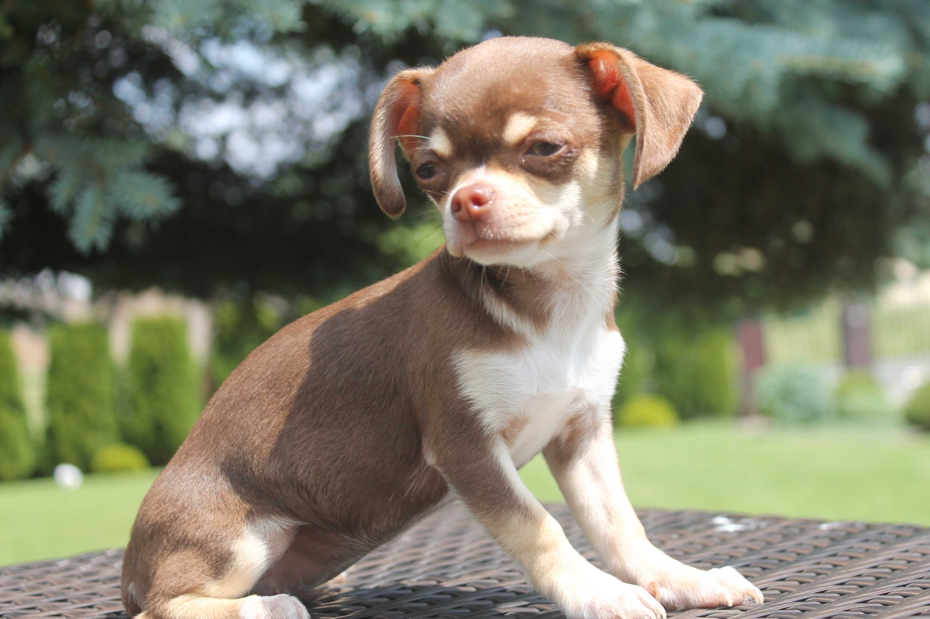 Chihuahua śliczna mini suczka - już do odbioru