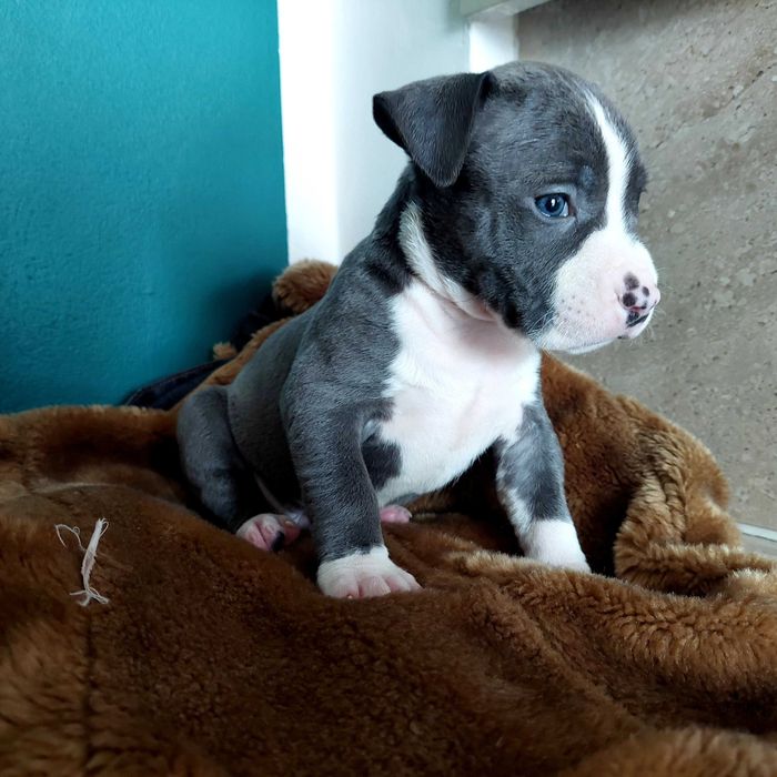 Amstaff blue szczeniak American Staffordshire Terrier