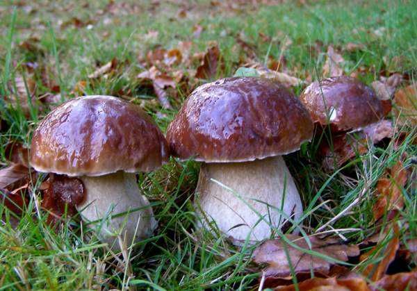Cogumelos desidratados