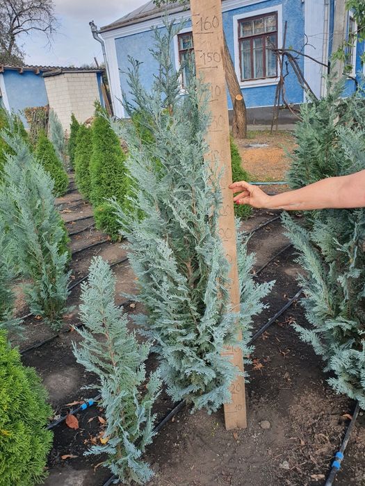 Кипарисовик лавсона "Ван пельтс блю"  140-160см