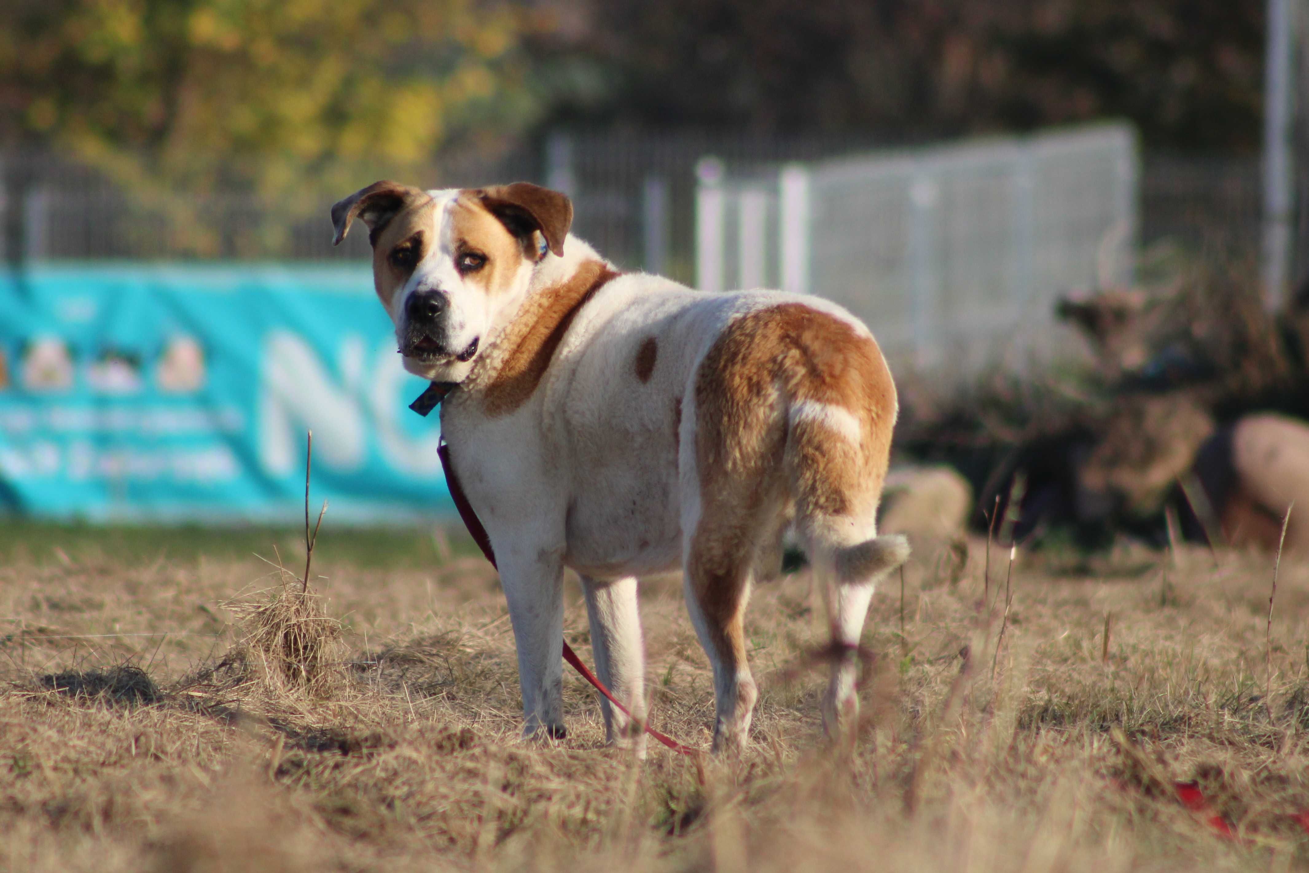 FRODO pies adopcja duży adopcja schronisko