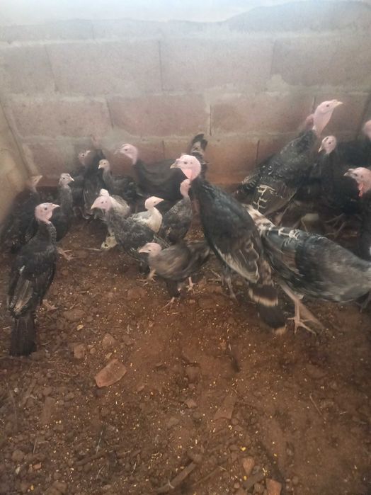 Vendo perus do campo - Ler descrição