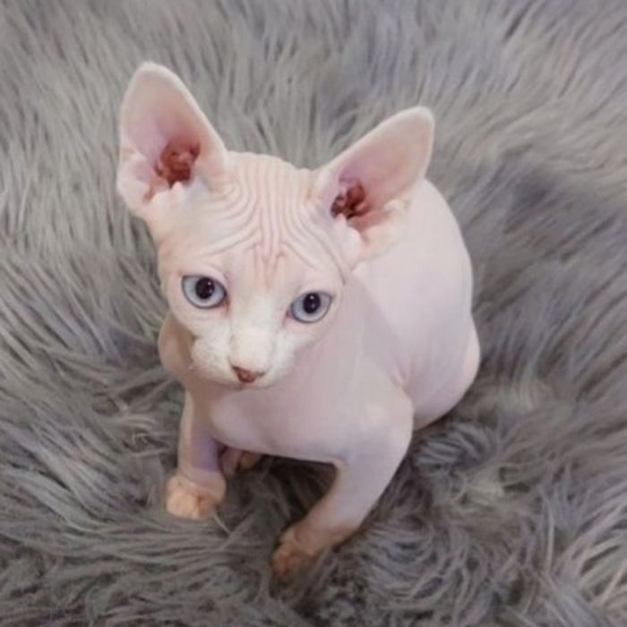 Котик канадський сфінкс