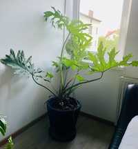 Duża Monstera w doniczce