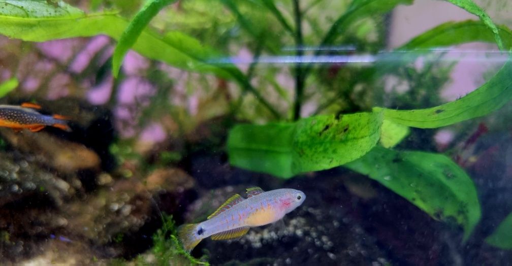 Głowaczyk barwny (tateurndina ocelliacuda)