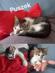 Puszek - kocurek do adopcji